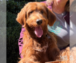 Small #1 Goldendoodle