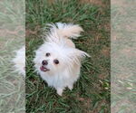 Small #4 Mutt