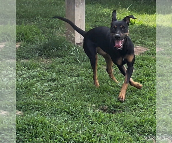 Medium Photo #9 Doberman Pinscher-Unknown Mix Puppy For Sale in Minneaoplis, MN, USA