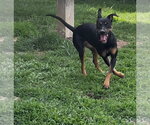 Small #8 Doberman Pinscher Mix
