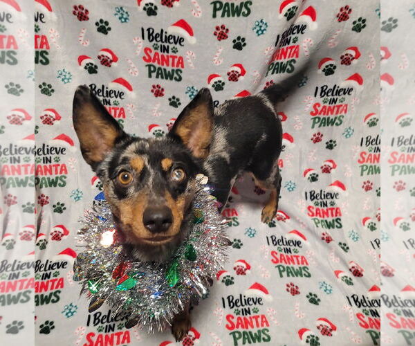 Medium Photo #2 Australian Shepherd-Unknown Mix Puppy For Sale in FAIRLAWN, OH, USA