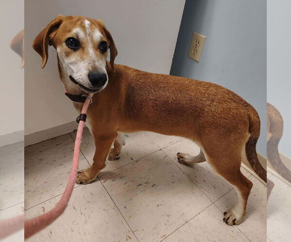 Medium Photo #2 Beagle-Unknown Mix Puppy For Sale in Westwood, NJ, USA