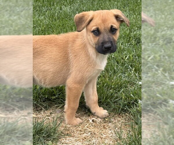 Medium Photo #2 Black Mouth Cur-Chihuahua Mix Puppy For Sale in MIDWAY, UT, USA