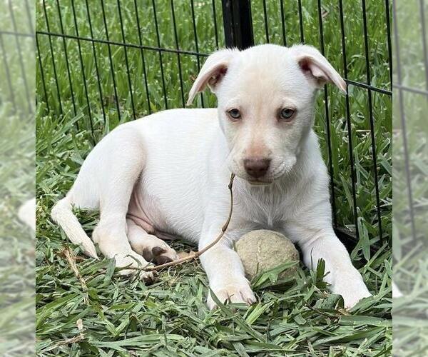 Medium Photo #9 Labrador Retriever-Unknown Mix Puppy For Sale in San Diego, CA, USA