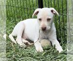 Small #8 Labrador Retriever Mix