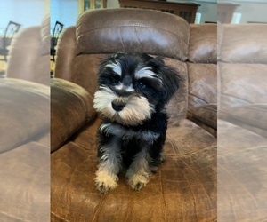 Schnauzer (Miniature) Puppy for sale in MOUNTAIN RANCH, CA, USA