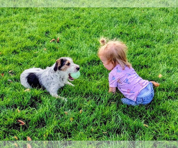 Medium Photo #7 Mutt Puppy For Sale in Sandy, UT, USA