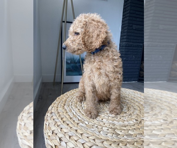Medium Photo #7 Goldendoodle-Poodle (Standard) Mix Puppy For Sale in LOS ANGELES, CA, USA