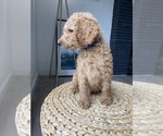 Small Photo #7 Goldendoodle-Poodle (Standard) Mix Puppy For Sale in LOS ANGELES, CA, USA