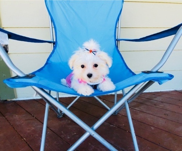 Medium Photo #4 Maltese Puppy For Sale in SANTA CLARITA, CA, USA