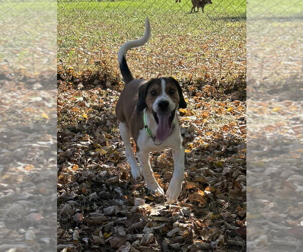 Medium Photo #2 Mutt Puppy For Sale in Osgood, IN, USA