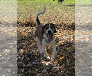 Jason - Male Mutt Dog for Adoption - Photo #2