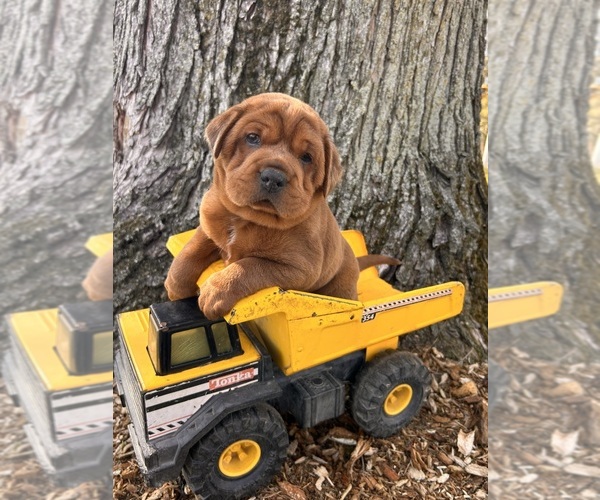 Medium Photo #3 Cocker-Pei Puppy For Sale in MIDDLEBURY, IN, USA