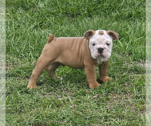 Medium Photo #5 Bulldog Puppy For Sale in ZEPHYRHILLS, FL, USA