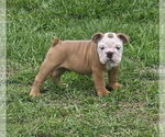 Small #4 Bulldog