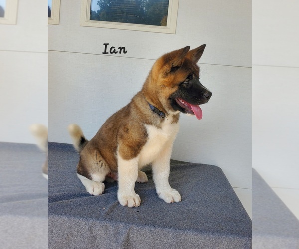 Medium Photo #5 Akita Puppy For Sale in FRESNO, OH, USA