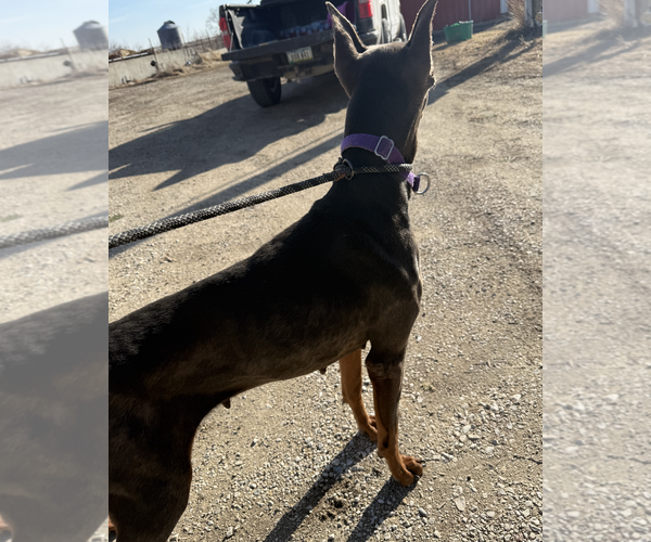 Medium Photo #8 Doberman Pinscher Puppy For Sale in Coralville, IA, USA