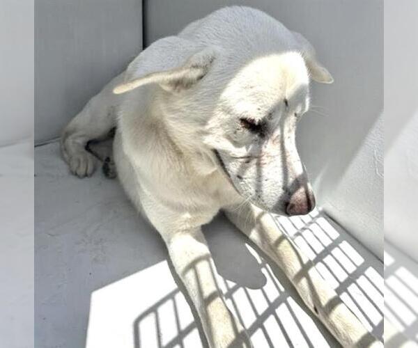 Medium Photo #2 Labrador Retriever Puppy For Sale in Houston, TX, USA