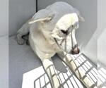Small Photo #2 Labrador Retriever Puppy For Sale in Houston, TX, USA