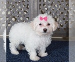 Small #3 Bichon Frise