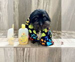 Small #1 Shih Tzu