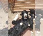 Small #17 Bernedoodle