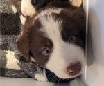 Puppy Teddy Border Collie