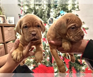 Dogue de Bordeaux Puppy for sale in OAKLAND, CA, USA