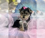 Sugar - Female Yorkshire Terrier Puppy for Sale - Photo #3