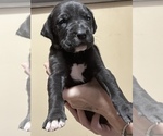 Small Photo #4 Great Dane Puppy For Sale in NEW KENSINGTON, PA, USA