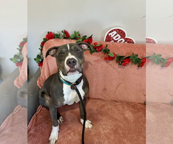 Medium Photo #2 Mutt Puppy For Sale in Rockaway, NJ, USA