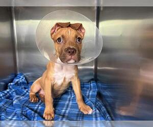 American Staffordshire Terrier-Unknown Mix Dogs for adoption in Grand Prairie, TX, USA