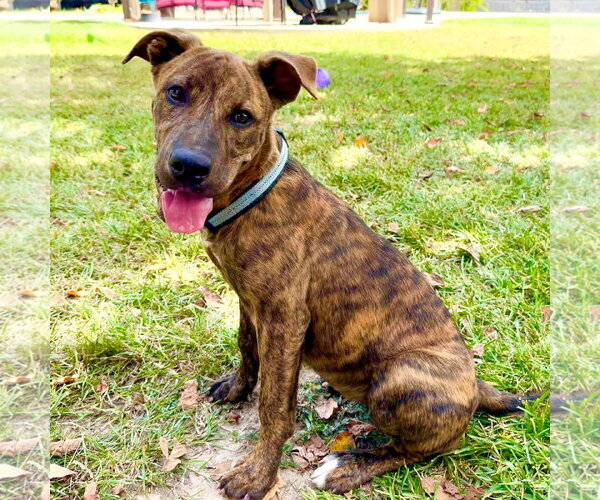 Medium Photo #1 American Pit Bull Terrier-Unknown Mix Puppy For Sale in Oakhurst, NJ, USA
