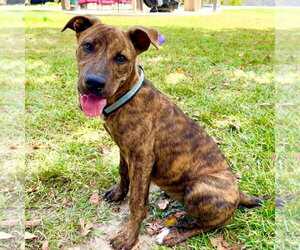 American Pit Bull Terrier-Unknown Mix Dogs for adoption in Oakhurst, NJ, USA