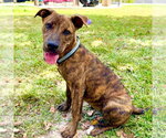 Zoey- total package - Female American Pit Bull Terrier-Unknown Mix Dog for Adoption - Small photo