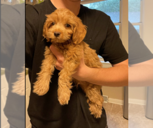 Goldendoodle (Miniature) Puppy for sale in MILWAUKEE, WI, USA