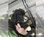 Small Photo #3 Australian Labradoodle Puppy For Sale in CANFIELD, OH, USA