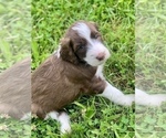 Small Photo #9 Sheepadoodle Puppy For Sale in BURLINGTON, KY, USA