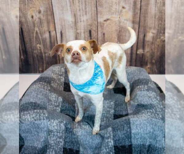 Medium Photo #2 Cheagle Puppy For Sale in Kennesaw, GA, USA