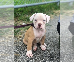 American Bulldog Puppy for sale in PHILA, PA, USA