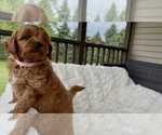 Puppy Amber Goldendoodle (Miniature)