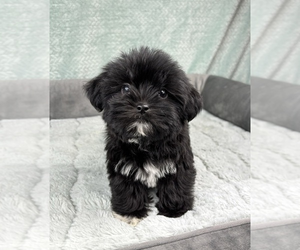 Medium Photo #4 Shorkie Tzu Puppy For Sale in FRANKLIN, IN, USA