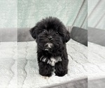 Small #3 Shorkie Tzu