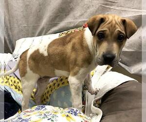 Chinese Shar-Pei-Labrador Retriever Mix Dogs for adoption in Rockwall, TX, USA