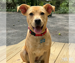 Small #12 Labrador Retriever Mix