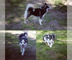 Father of the Pomsky puppies born on 03/19/2025