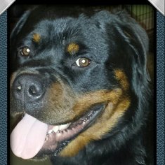 Father of the Rottweiler puppies born on 05/06/2017