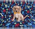 Small Cavapoo (Miniature)