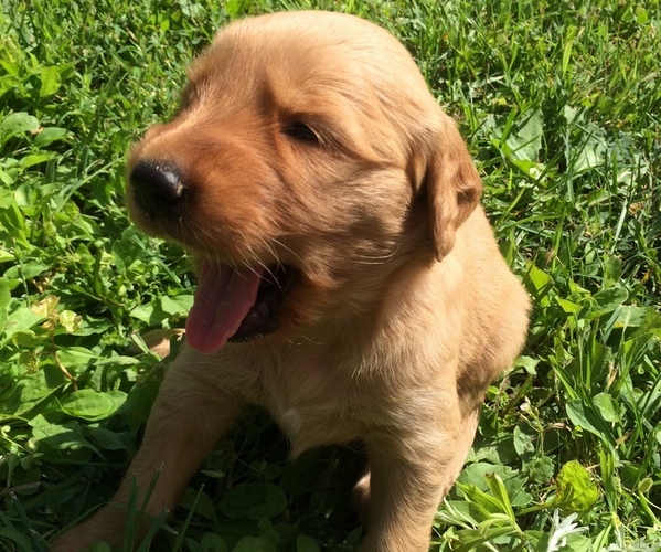 Medium Photo #11 Golden Retriever Puppy For Sale in EMBARRASS, MN, USA