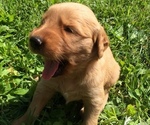Small Photo #11 Golden Retriever Puppy For Sale in EMBARRASS, MN, USA